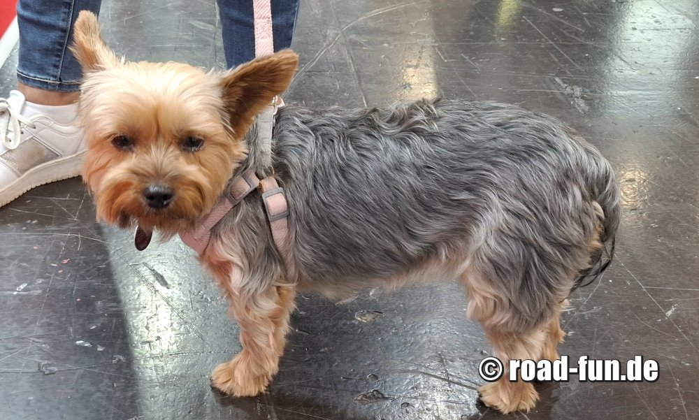 Eine kleine Hundedame für Lucky