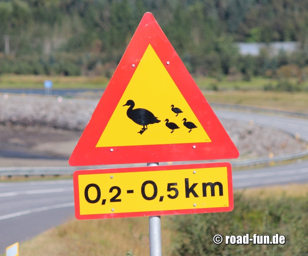 Gefahrenschild Island - Enten kreuzen