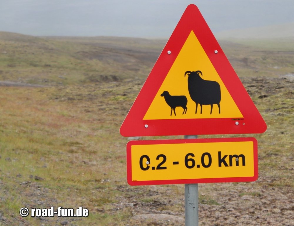 Gefahrenschild Island - Schafe