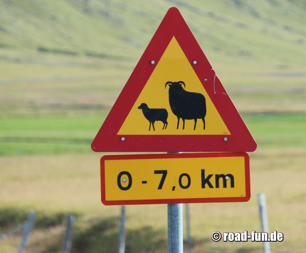 Gefahrenschild Island - Schafe
