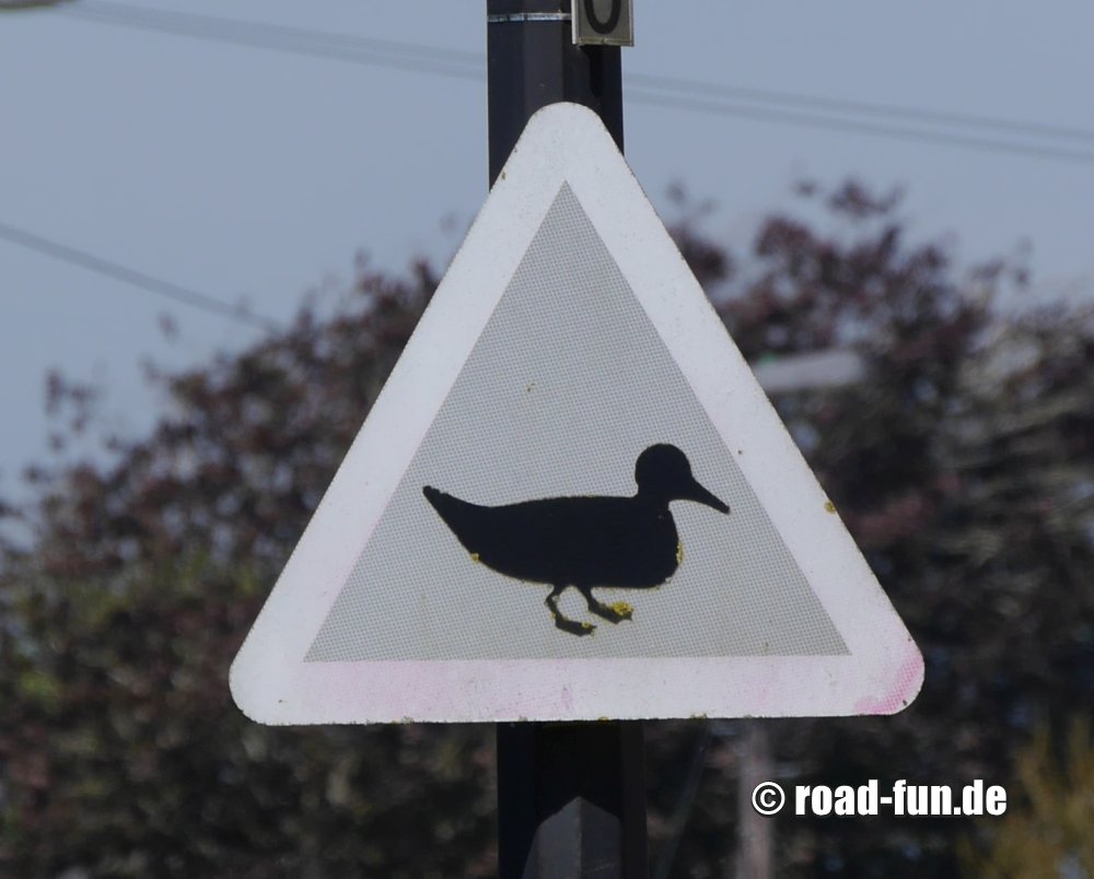 Gefahrenschild Wales - Enten kreuzen