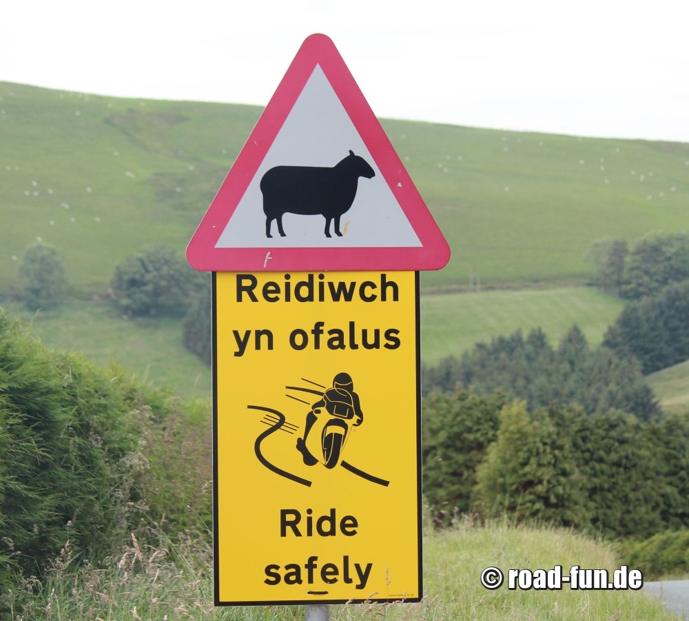 Gefahrenschild Wales - Schafe