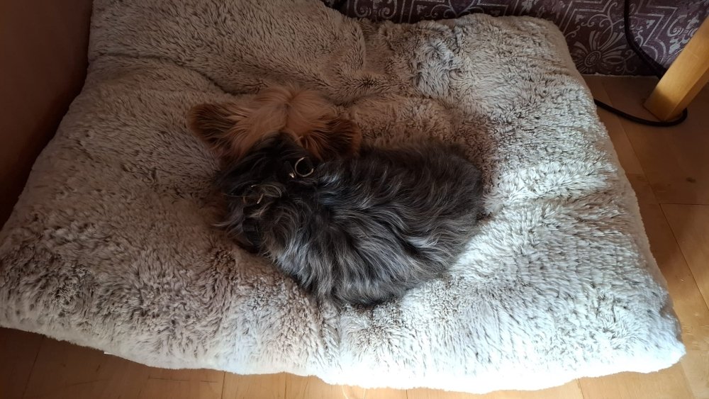 Lucky vor meinem Stuhl Lucky vor meinem Stuhl