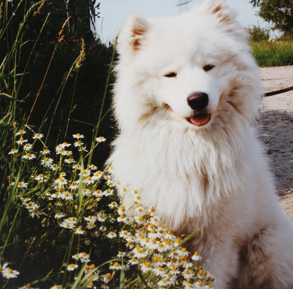 Nisse im Feld Nisse im Feld