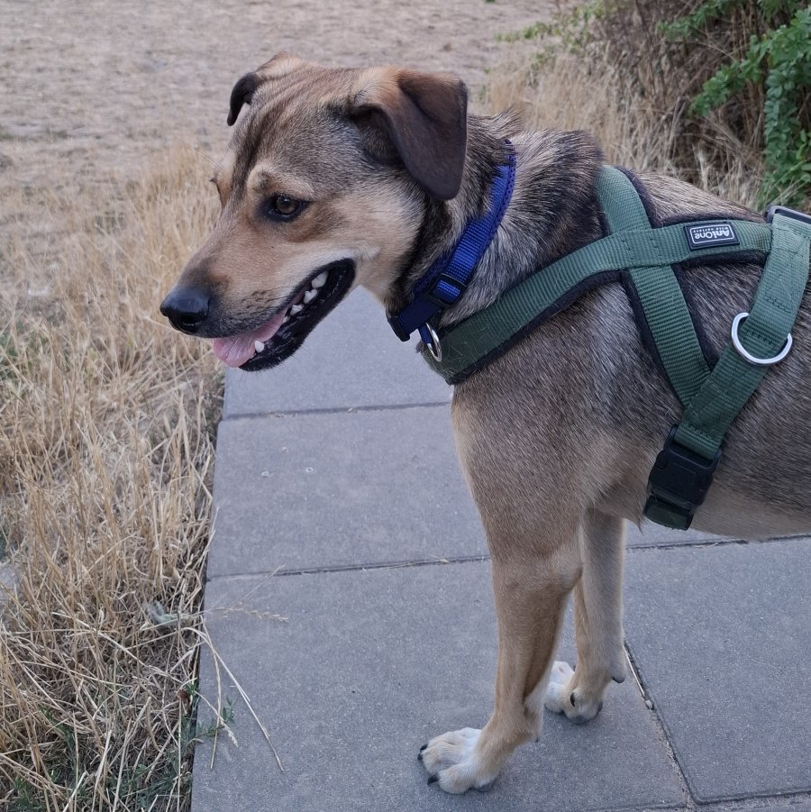 Oskar Hundewiese