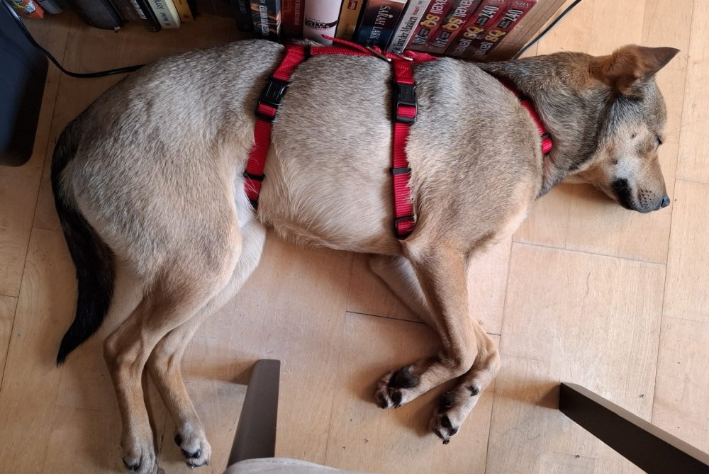 Oskar hinter meinem Stuhl Oskar hinter meinem Stuhl