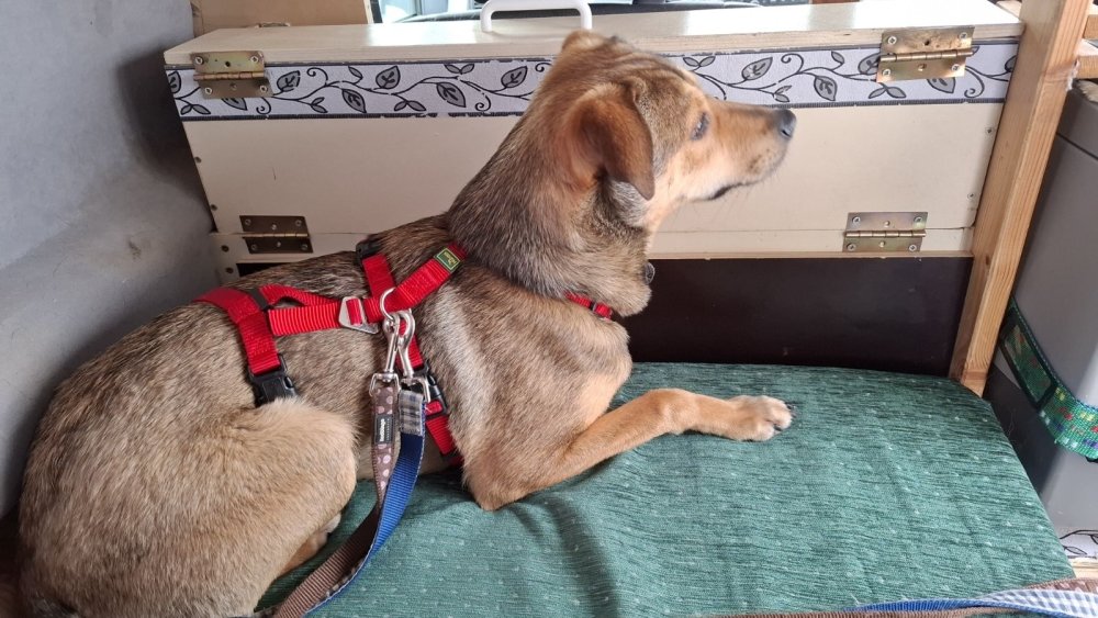 Oskar im Auto Oskar im Auto