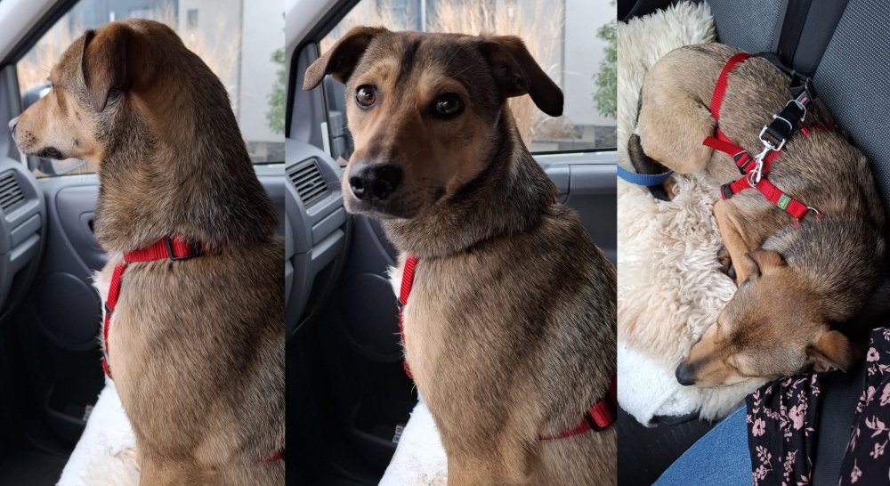 Oskar wird abgeholt Oskar wird abgeholt