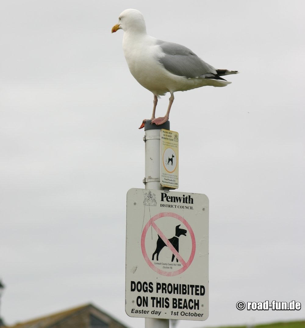 Verbotsschild England - Hunde am Strand verboten