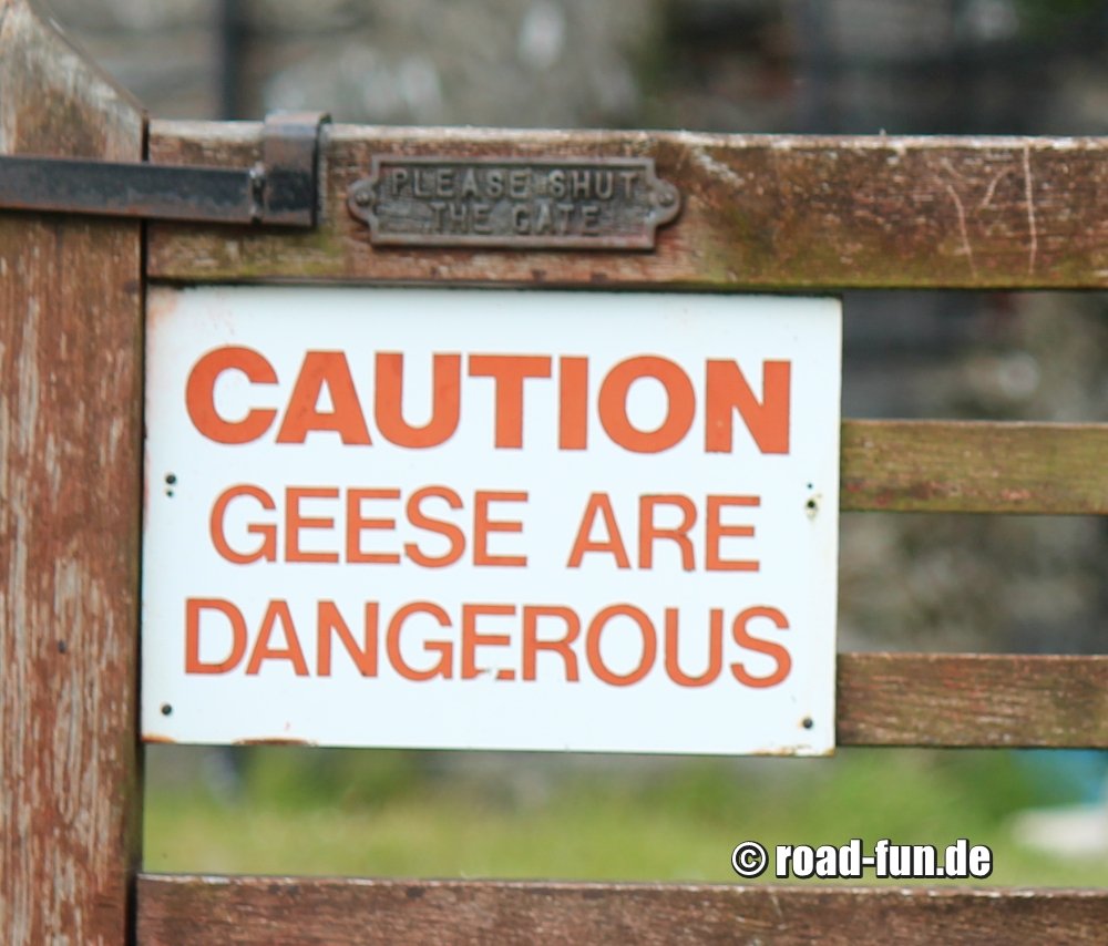 Warningsign Wales - Gänse sind gefährlich