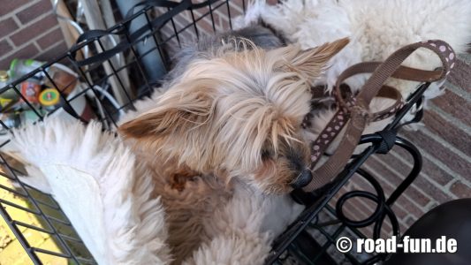 2025 Lucky fährt Rad