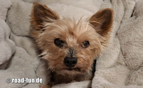 2025 Lucky frisch gebadet