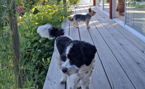 2025 Lucky und Otto 