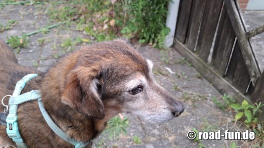 2025 Rossi im Garten