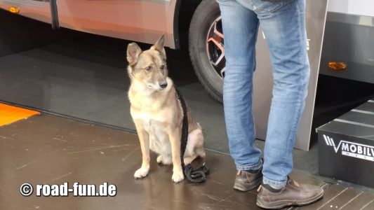 Der coolste Hund der Caravan  Salon   