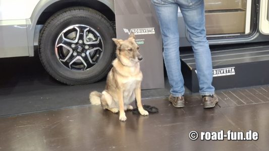 Der coolste Hund der Caravan    Salon
