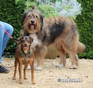 Rossi und Emma in England