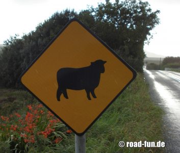 Gefahrenschild Irland - Schafe