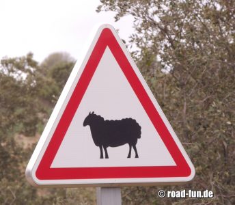 Gefahrenschild Korsika - Schafe 