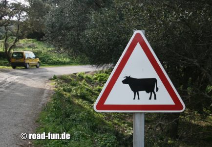 Gefahrenschild Korsika - Viehtrieb - Kuehe 
