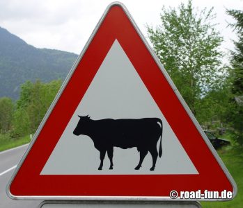 Gefahrenschild Österreich - Kühe (Rasse 2)