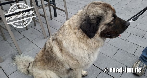 Germanischer Bärenhund