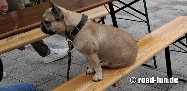 Hund im Biergarten