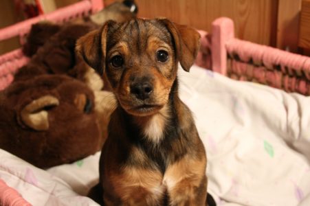 Little Rossi in seiner Schlafkiste...