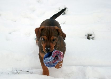 Rossi als Baby - und schon ein Apportierhund