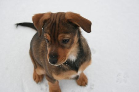 Rossi als Baby - erster Schnee