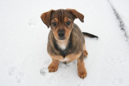Rossi als Baby - erster Schnee
