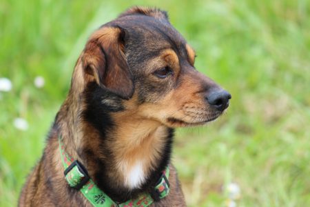 Rossi hat alles im Blick