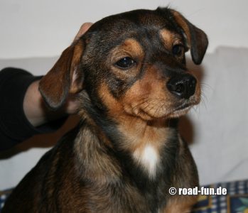 Rossi liebt Schmuseeinheiten