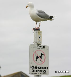 Verbotsschild England - Hunde am Strand verboten