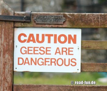 Warningsign Wales - Gänse sind gefährlich